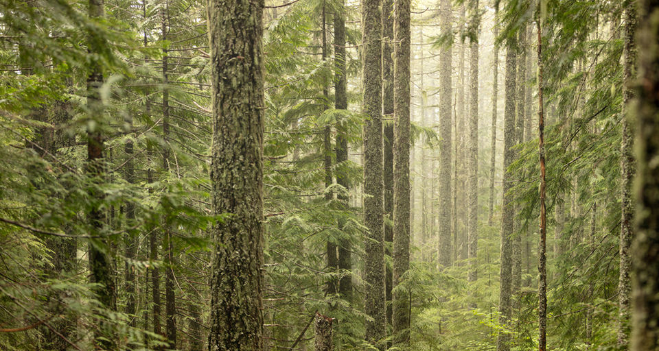 Hallway through an evergreen forest.