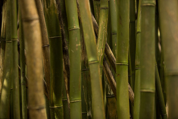 A wall of green bamboo.