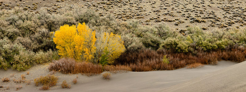A cluster of fall trees in the desert surrounded by scrub.