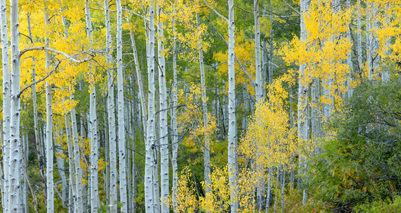 Green and yellow aspen trees.
