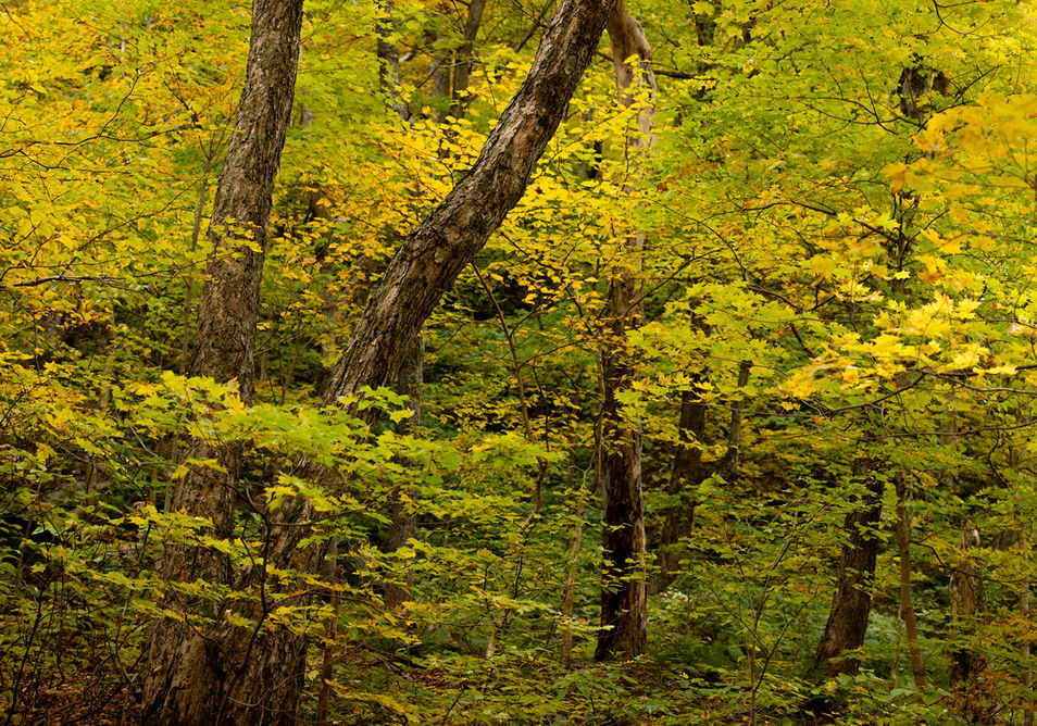 Trees in a forest.