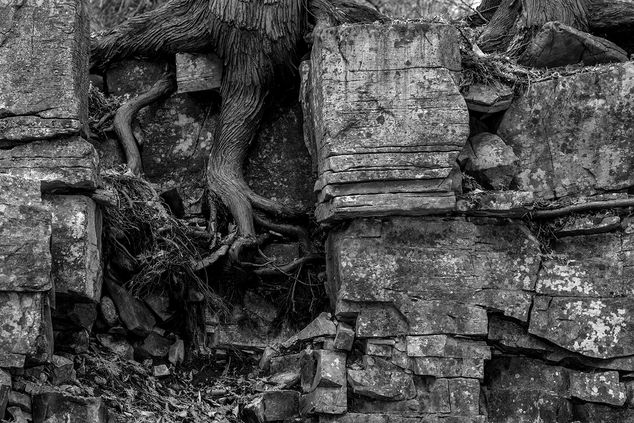 Tree roots intertwine with weathered stone bricks, creating a textured, natural pattern in a monochrome setting. Ground covered with leaves.