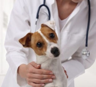 Kedi köpek Aşı