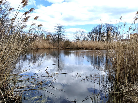 Pond.jpg
