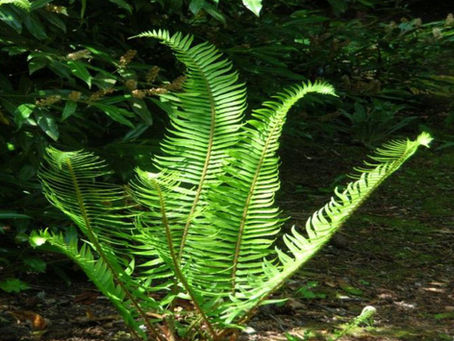 DCNA board approves project list for 2011-2012