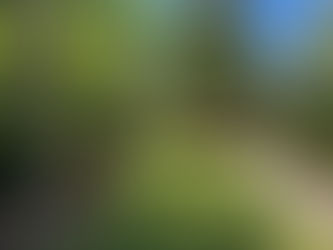 Best Plants for Charleston Landscapes: Lowcountry Favorites That Thrive