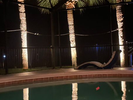 Landscape lighting- palm tree lights