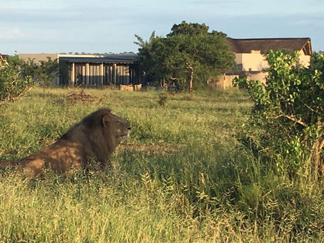 Living with lions.