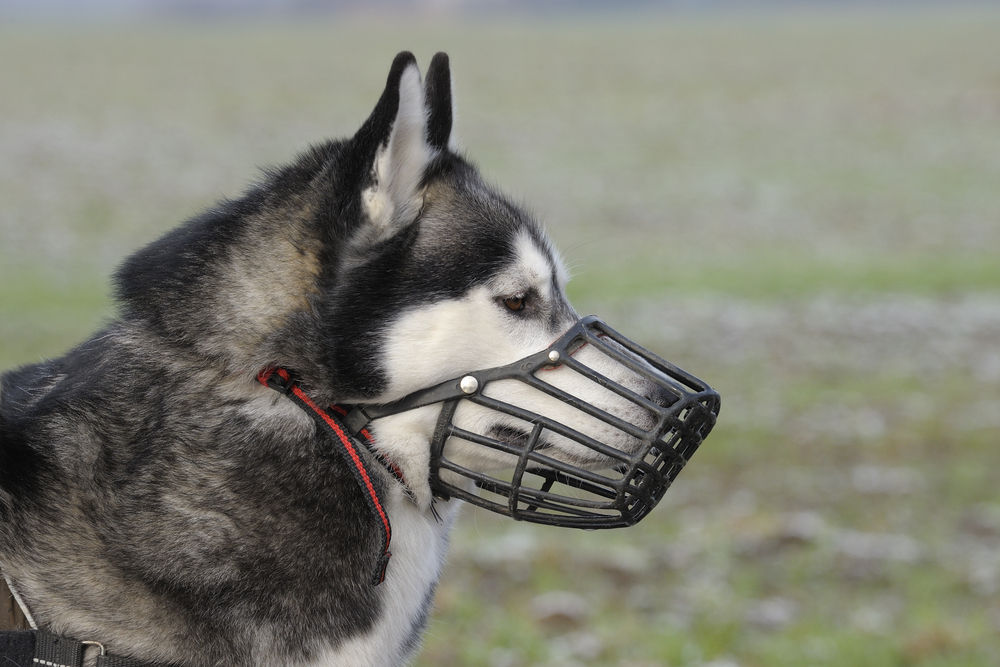 Will Muzzles Stop Dogs From Fighting