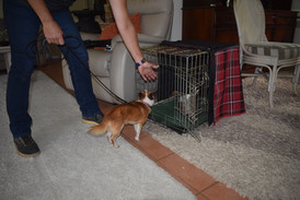 Gold Coast Dog Trainers