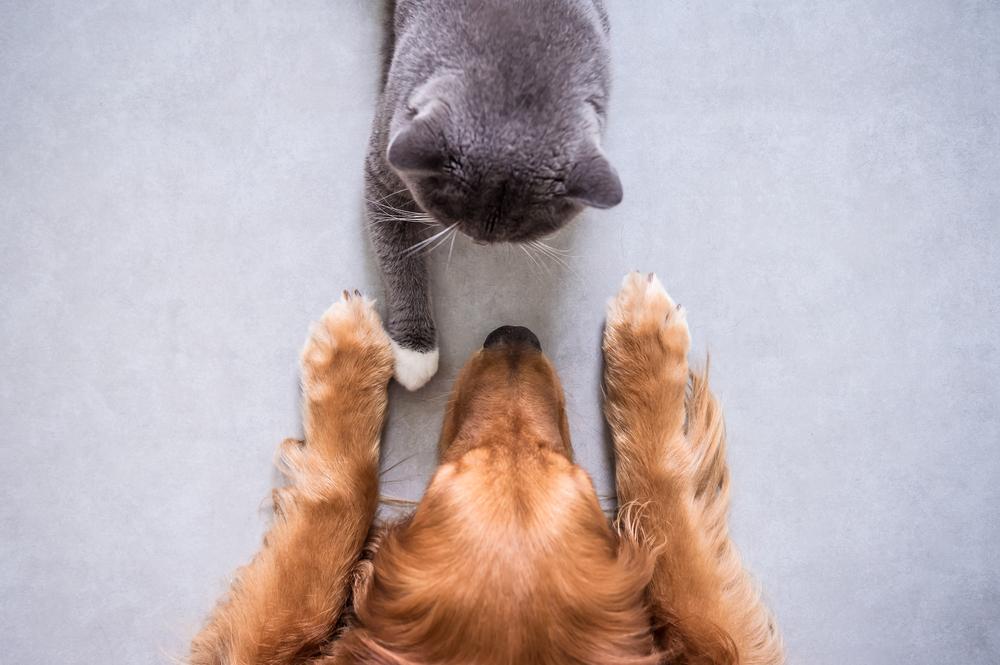 Cats And Dogs; How To Introduce A Cat And Dog
