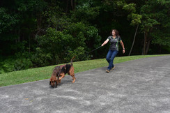 Gold Coast Dog Trainers