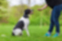 Gold Coast Dog Trainer