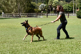 Gold Coast Dog Trainers