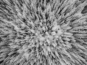 Mastering Tree Runs: Safety, Style, and Flow