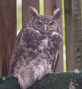 A Visit to The Owl Foundation: Photography & Rehabilitation