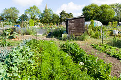 Community-Garden-