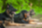 Individuelles Hundetraining