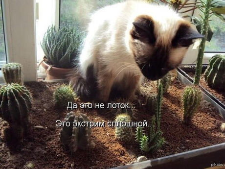 5 ПРИЗНАКОВ ТОГО, ЧТО КОШКЕ НЕ НРАВИТСЯ ЕЕ ЛОТОК