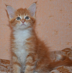 Котята Мейн-кун