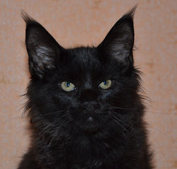 Котята Мейн-кун