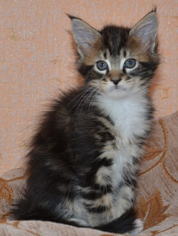 Котята Мейн-кун