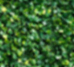 The Hedge