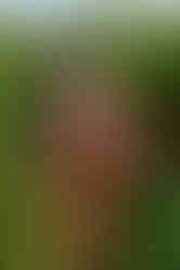 RITA cognac fitted vegan leather dress with sleeves