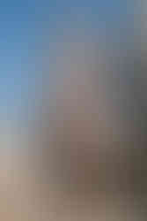 GINGER - beige / black fitted mididress with long sleeves