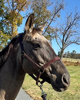 Harper - Headshot.JPG