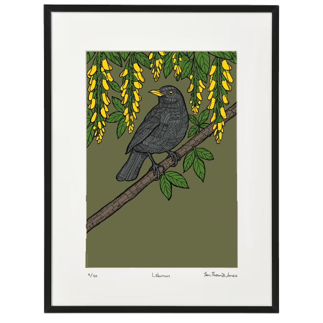 Tresi Aur / Laburnum