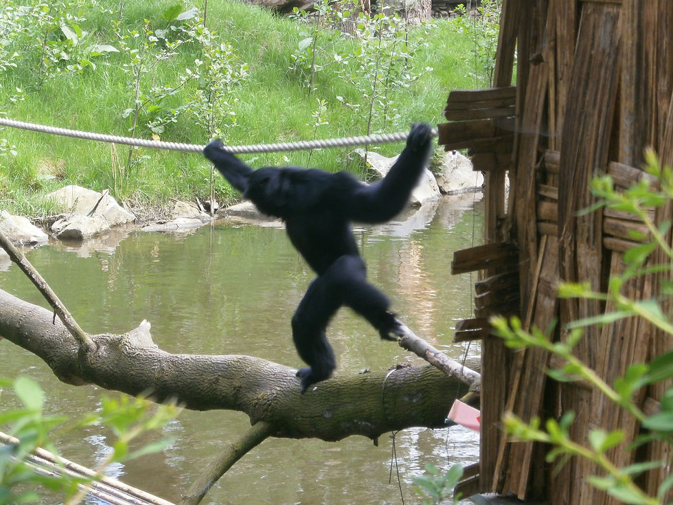 Siamang