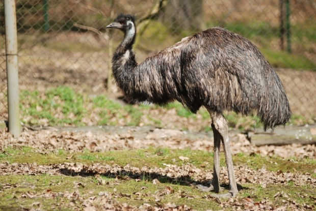 Emu hnědý