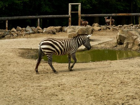 Zebra_spetní_1.jpg