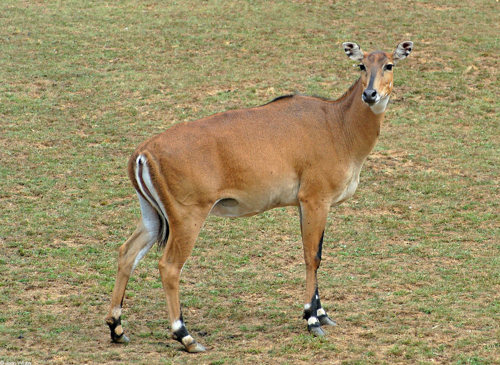 Nilgau