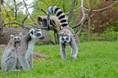 Lemur Kata 1.jpg