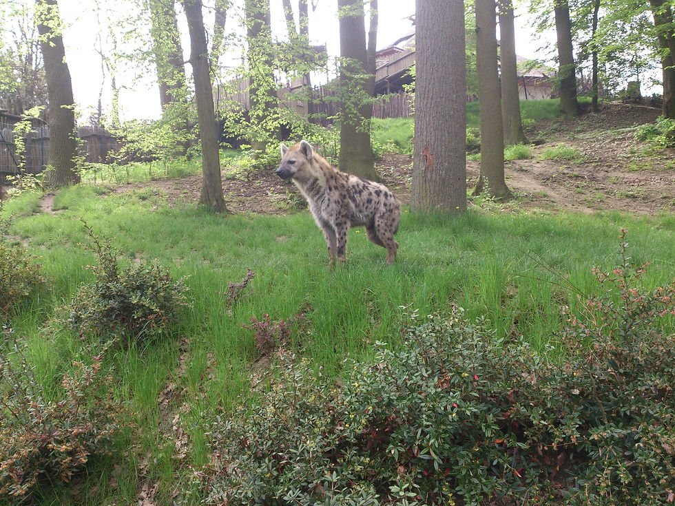 Hyena Skvrnitá