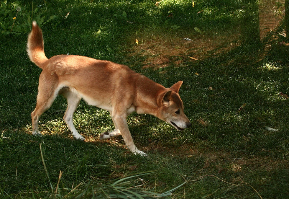 Pes novoguinejský