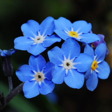 Floral Color Dynamics: The Strategic Color Changes of Forget-Me-Not Flowers