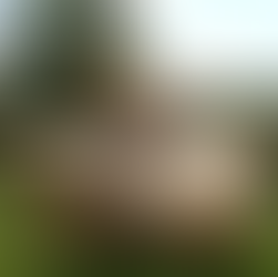 The Mysterious Trovant Stones of Romania: Nature’s Living Rocks