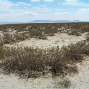 King Clone Ecological Reserve: Protecting Earth's Ancient Survivor