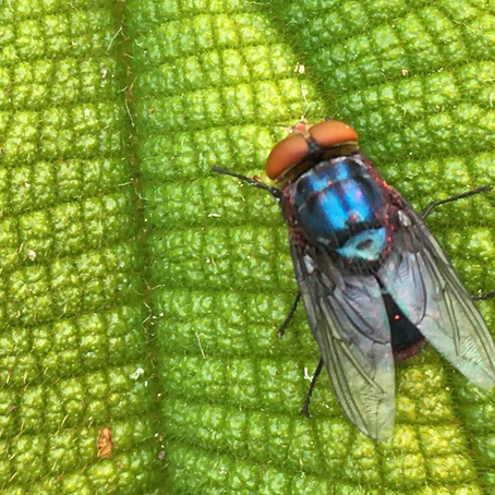 Screwworms: The Unwelcome Return