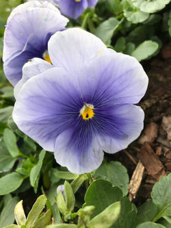 Pansy