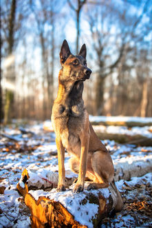 photographe professionnel 
Clamart 
Ile de france
Paris
Photo
Animaux 
Portrait
Artiste
Rose 
Couple
Mariage
Grossesse
Bapteme
Entreprise
Chien
Chiens
Chat
Chats
Lapin
Paysage
Packshot
Photographe packshot
Photo commerciale
Studio photo
Magasin