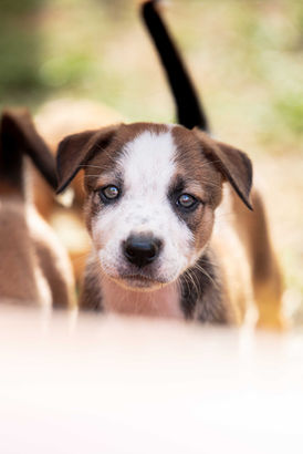 photographe professionnel 
Clamart 
Ile de france
Paris
Photo
Animaux 
Portrait
Artiste
Rose 
Couple
Mariage
Grossesse
Bapteme
Entreprise
Chien
Chiens
Chat
Chats
Lapin
Paysage
Packshot
Photographe packshot
Photo commerciale
Studio photo
Magasin