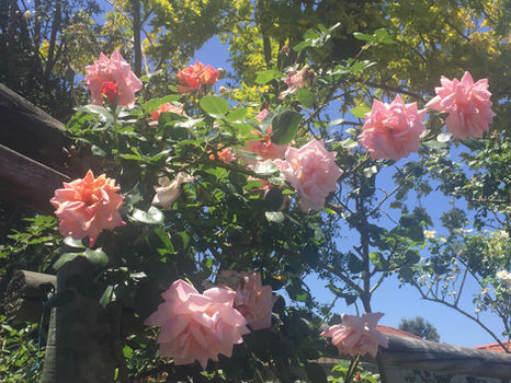 Growing Old Roses in Extreme Heat