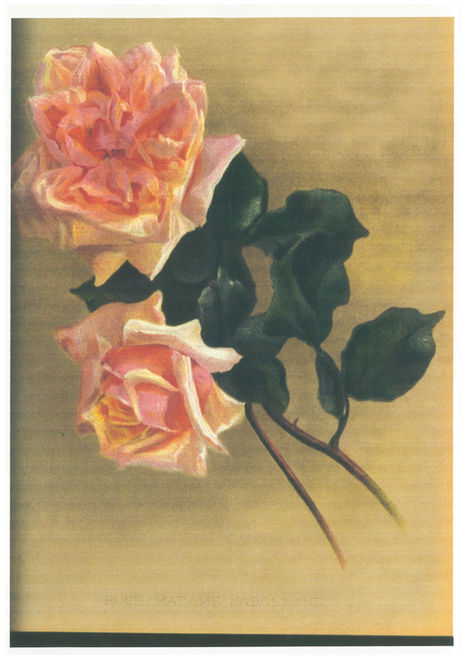 Books & Roses - Musings from Di Durston