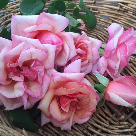 Heritabe Roses Heritage Roses In Baskets | Old Fashioned Roses