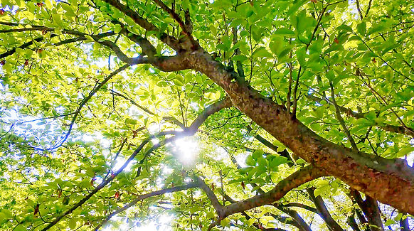 木漏れ日.jpg