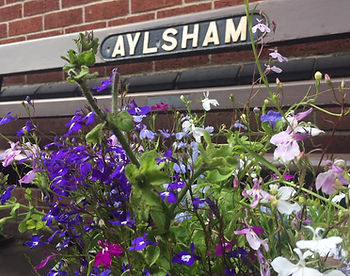 Aylsham in Bloom flowers with Aylsham si